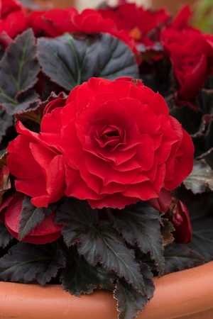 Begonia Nonstop Mocca Red 10.5cm