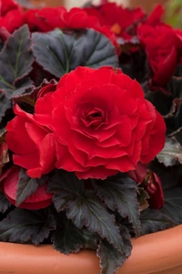 Begonia Nonstop Mocca Red 10.5cm