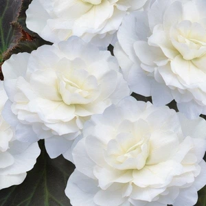 Begonia Nonstop Mocca White 10.5cm