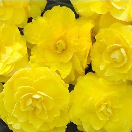 Begonia Nonstop Mocca Yellow 10.5cm