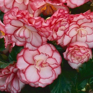 Begonia On Top Pink Halo 1L