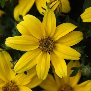 Bidens Sun Drop 10.5cm