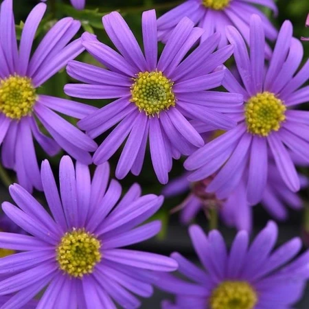 Brachyscome Brasco Violet 10.5cm