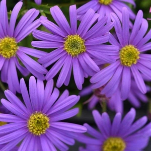 Brachyscome Brasco Violet 10.5cm