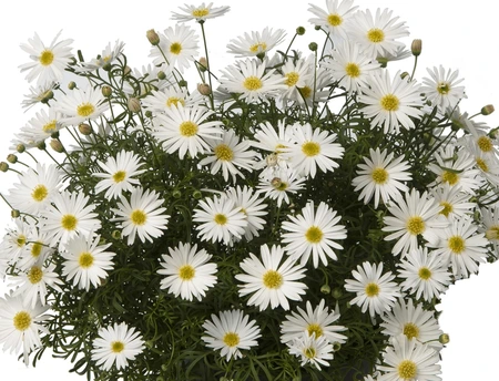 Brachyscome Surdaisy White 10.5cm