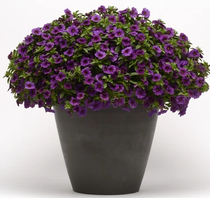 Calibrachoa Cabaret Blue Dark 10.5cm