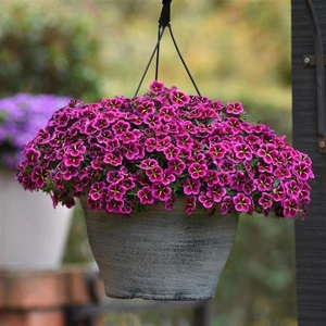 Calibrachoa Good Night Kiss 1L