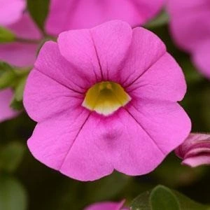 Calibrachoa Cabaret Pink Early 10.5cm