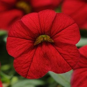 Calibrachoa Cabaret Red Bright 10.5cm