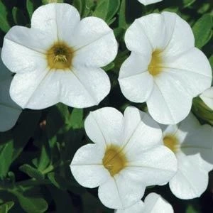 Calibrachoa Cabaret White 10.5cm