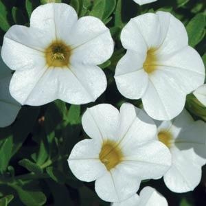 Calibrachoa Cabaret White 10.5cm