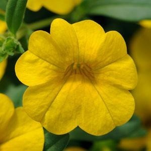 Calibrachoa Cabaret Yellow 10.5cm