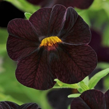 Calibrachoa Can-Can Black Cherry 10.5cm