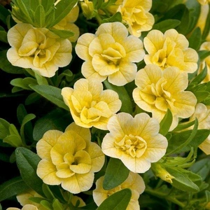 Calibrachoa Can-Can Dbl Lemon 10.5cm