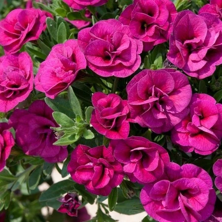Calibrachoa Can-Can Dbl Magenta 10.5cm