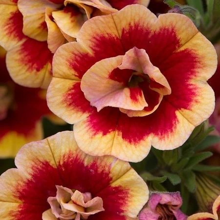 Calibrachoa Can-Can Dbl OrangeTastic 10.5cm