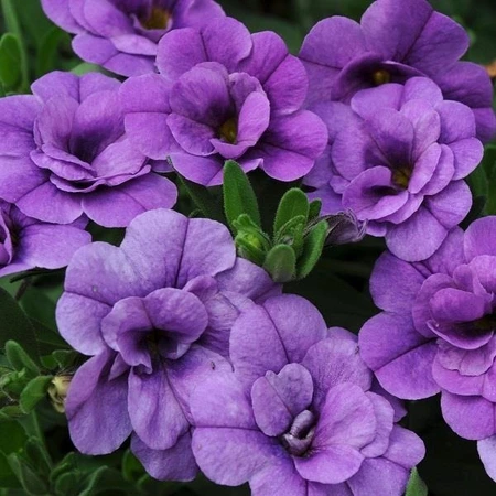 Calibrachoa Can-Can Dbl Provence Blue 10.5cm