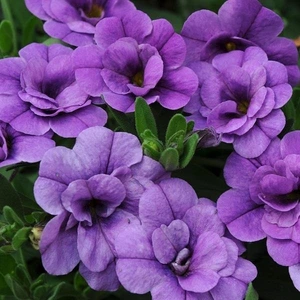 Calibrachoa Can-Can Dbl Provence Blue 10.5cm