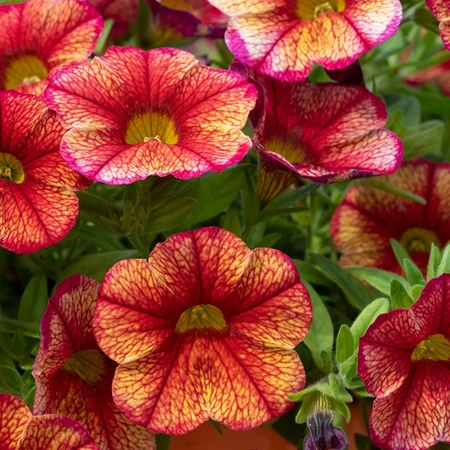 Calibrachoa Can-Can Oriental 10.5cm