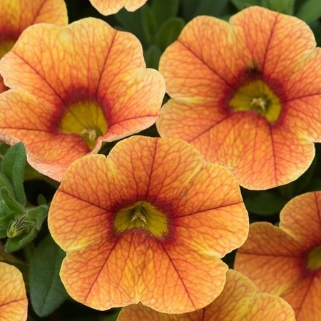 Calibrachoa Can-Can Sunrise 10.5cm