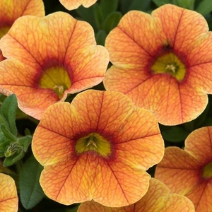 Calibrachoa Can-Can Sunrise 10.5cm