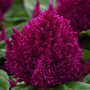 Celosia First Flame Purple 3L
