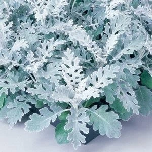 Cineraria mar Silverdust 6 Pack