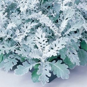 Cineraria mar Silverdust 6 Pack