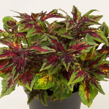 Coleus Flame Thrower Chili Pepper 1L