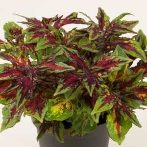Coleus Flame Thrower Chili Pepper 1L
