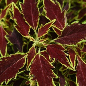 Coleus Flm Throwr Serrano 1L
