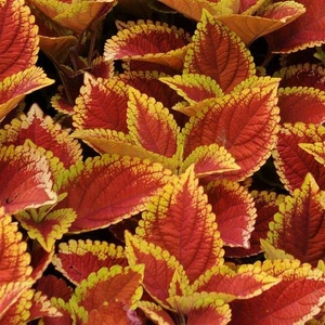Coleus Trusty Rusty 1L