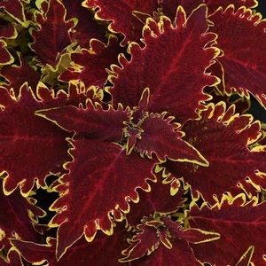 Coleus Vulcan 1L
