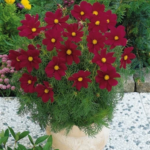 Cosmos Sonata Carmine 4 Pack