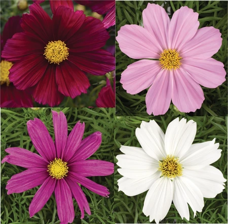 Cosmos Sonata Mix 1L