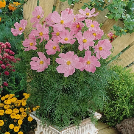 Cosmos Sonata Pink 4 Pack