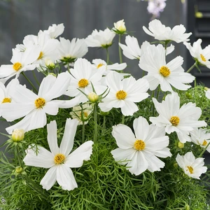 Cosmos Sonata White 4 Pack