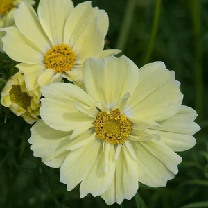 Cosmos Lemon Sherbert 3L