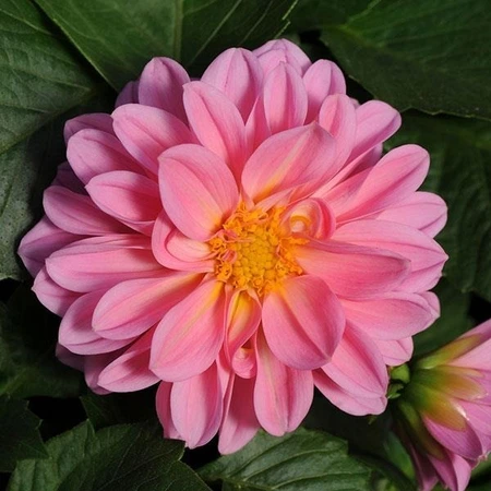 Dahlia Dahlietta Emily 4 Pack