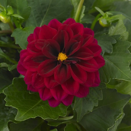 Dahlia Dahlietta Patty 4 Pack