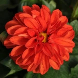 Dahlia Dahlietta Rachel 4 Pack