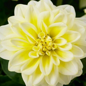 Dahlia Dahlietta Shirley 4 Pack