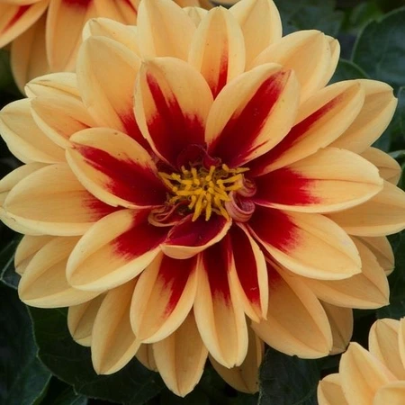 Dahlia Surprise Candy Jumbo 6 Pack
