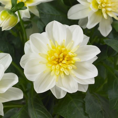Dahlia Surprise Elsa Jumbo 6 Pack