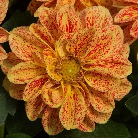 Dahlia Dahlietta Surpr KelIy Ipd 1L