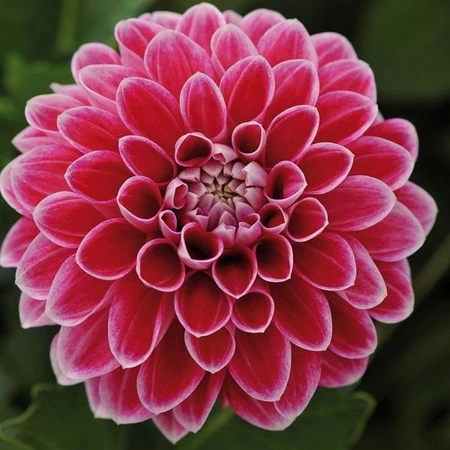 Dahlia Dahliaietta Surpr Louise 1L
