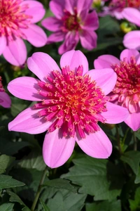 Dahlia Maxi Pink Starburst 1L