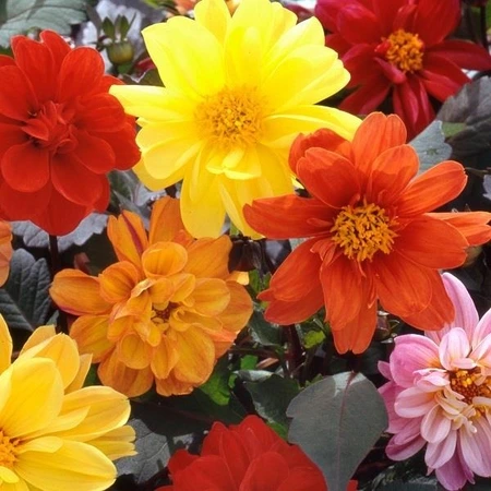 Dahlia Diablo Mix 6 Pack