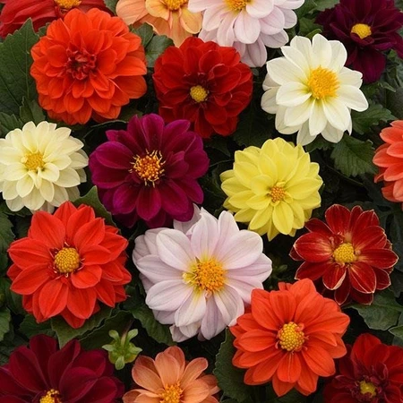 Dahlia Figaro Mix 6 Pack