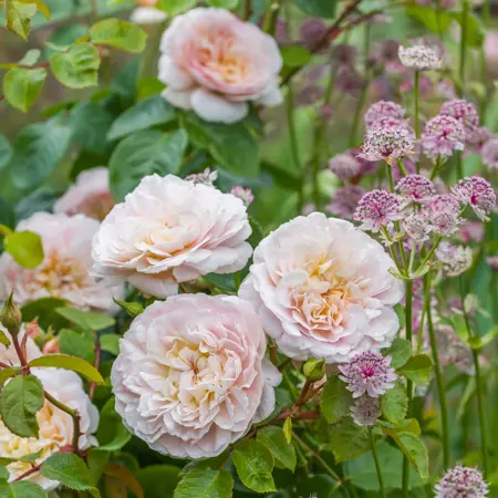 David Austen "Emily Bronte" English Shrub Rose 6L